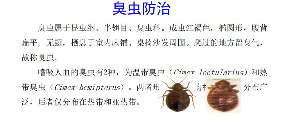 灭臭虫的最好方法_灭臭虫***_灭臭虫用什么药最好