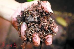 防治别墅装修白蚁用什么药_防治别墅装修白蚁的方法_别墅装修如何防治白蚁