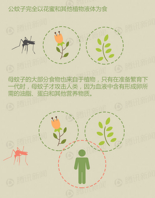 灭蚊卵方法_灭蚊子卵_杀灭蚊子卵