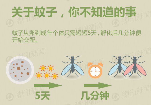 灭蚊子卵_灭蚊卵方法_杀灭蚊子卵