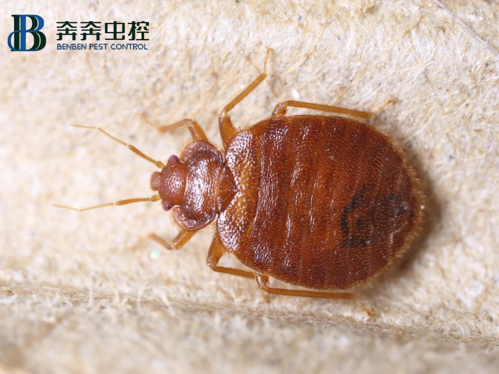 臭虫消杀疾控中心管吗_臭虫消杀后多久可以入住_臭虫消杀
