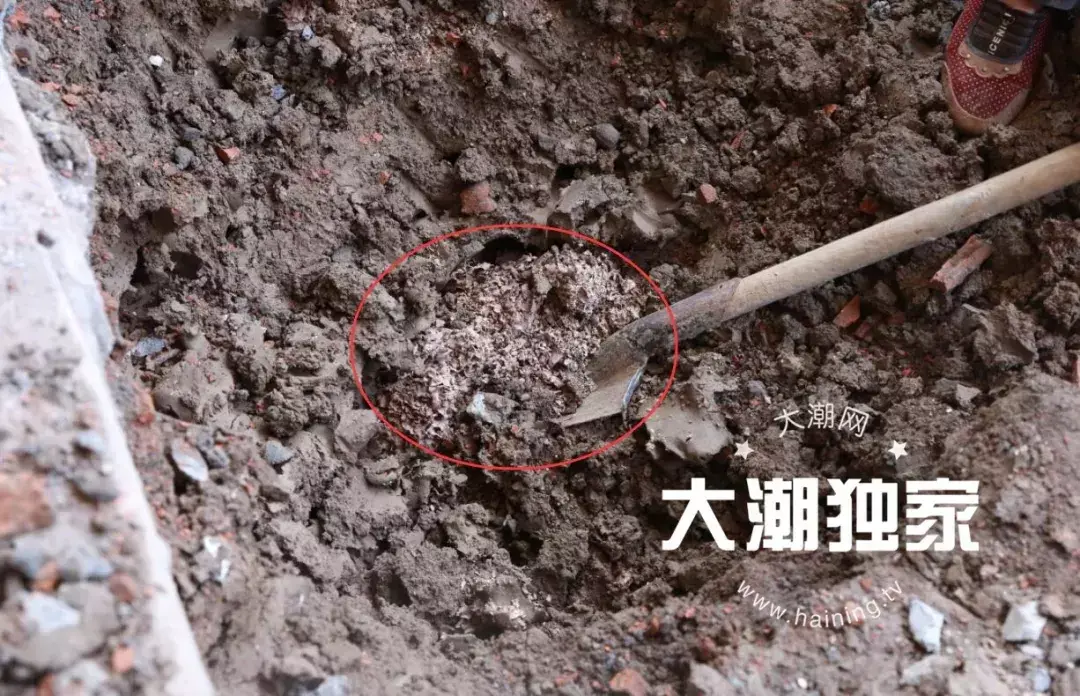 防治别墅装修白蚁的措施_防治别墅装修白蚁用什么药_别墅装修如何防治白蚁