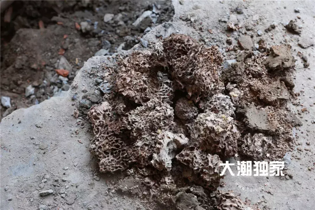 别墅装修如何防治白蚁_防治别墅装修白蚁用什么药_防治别墅装修白蚁的措施
