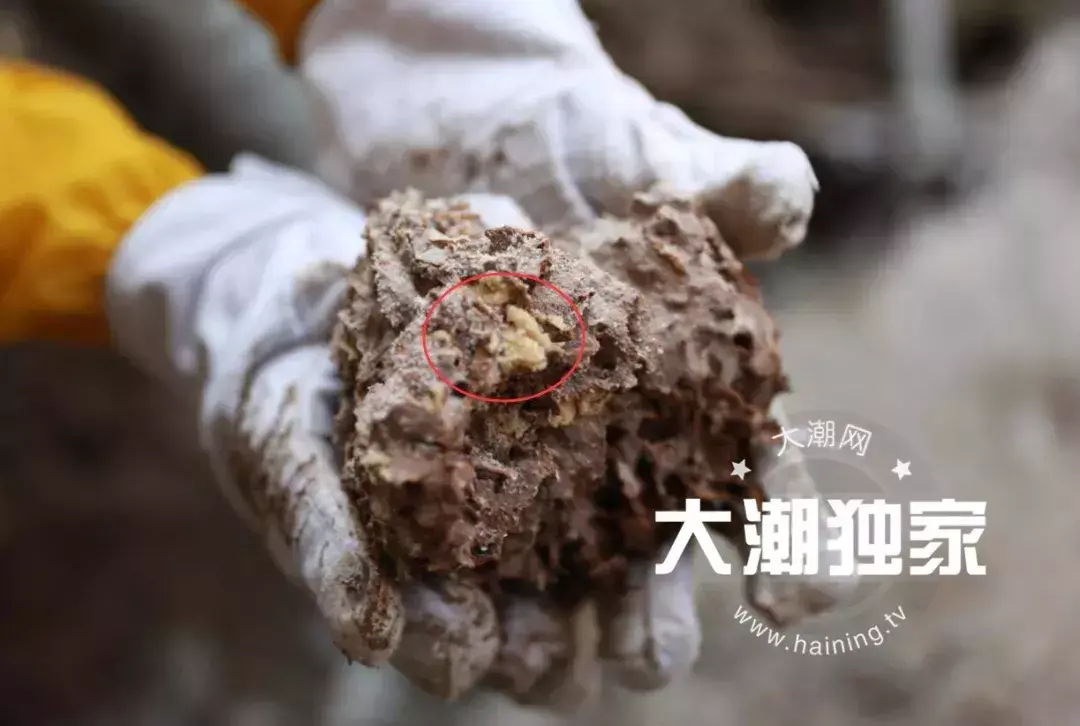 防治别墅装修白蚁的措施_别墅装修如何防治白蚁_防治别墅装修白蚁用什么药