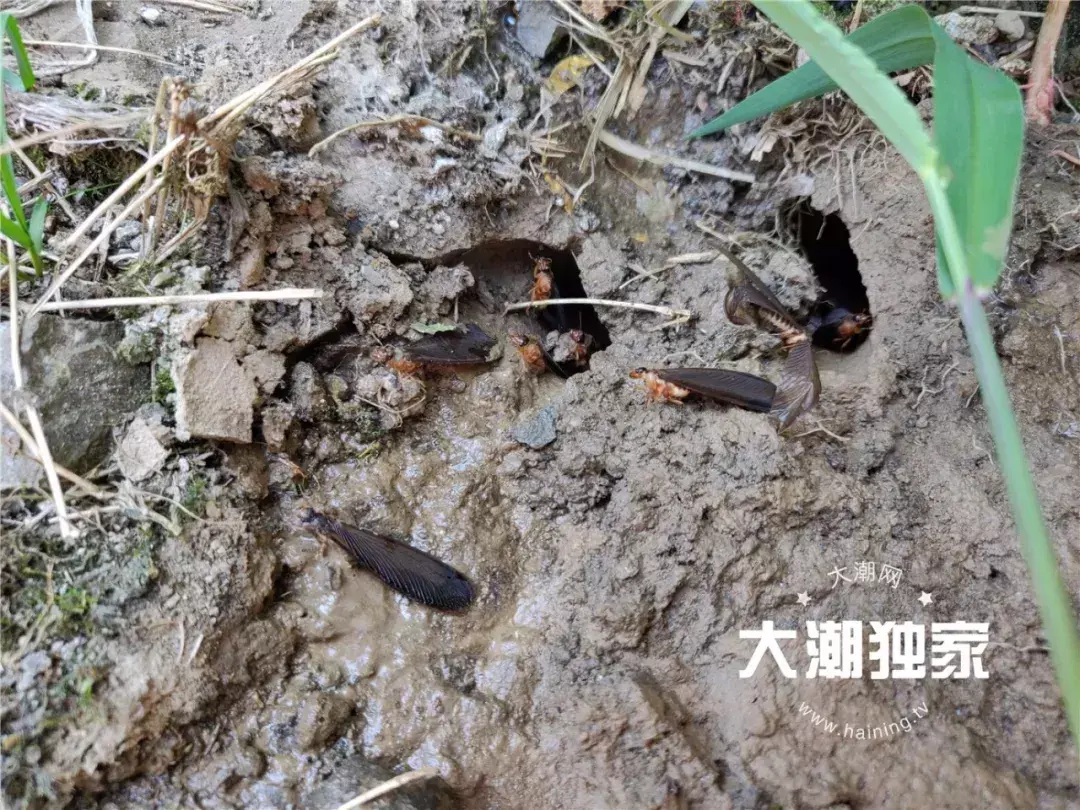 别墅装修如何防治白蚁_防治别墅装修白蚁的措施_防治别墅装修白蚁用什么药