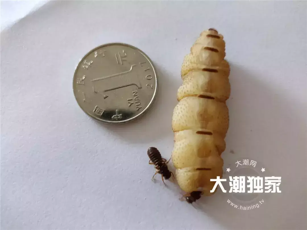 防治别墅装修白蚁的措施_防治别墅装修白蚁用什么药_别墅装修如何防治白蚁