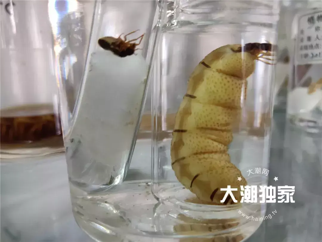 别墅装修如何防治白蚁_防治别墅装修白蚁的措施_防治别墅装修白蚁用什么药