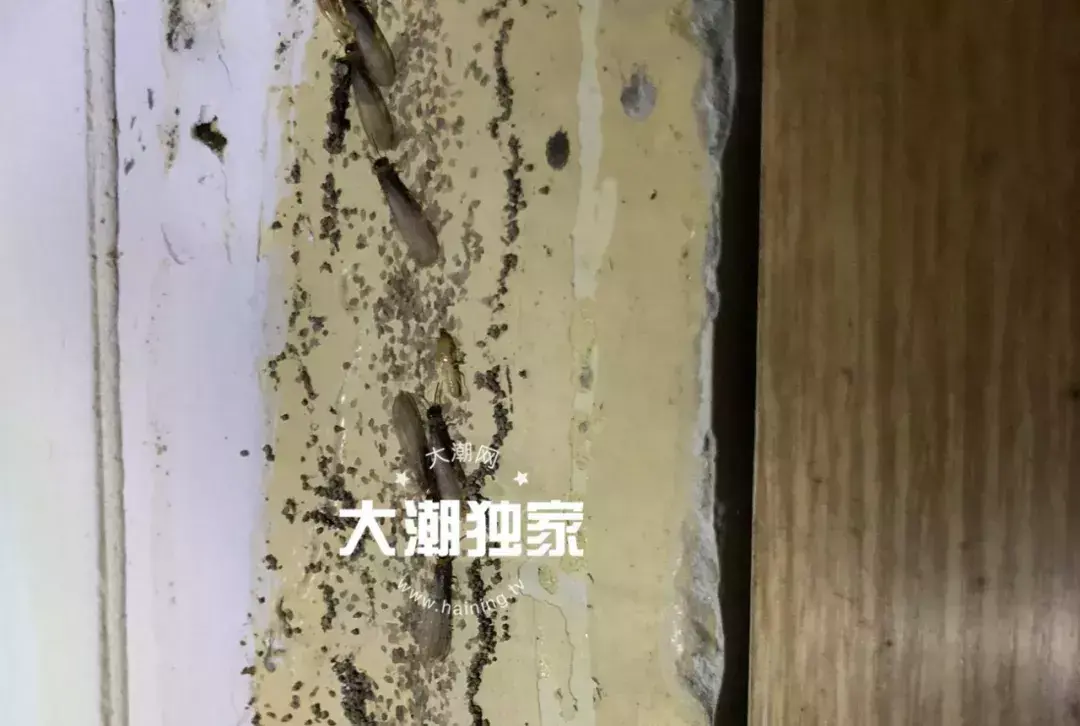 防治别墅装修白蚁用什么药_防治别墅装修白蚁的措施_别墅装修如何防治白蚁