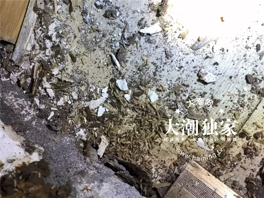 防治别墅装修白蚁的措施_别墅装修如何防治白蚁_防治别墅装修白蚁用什么药