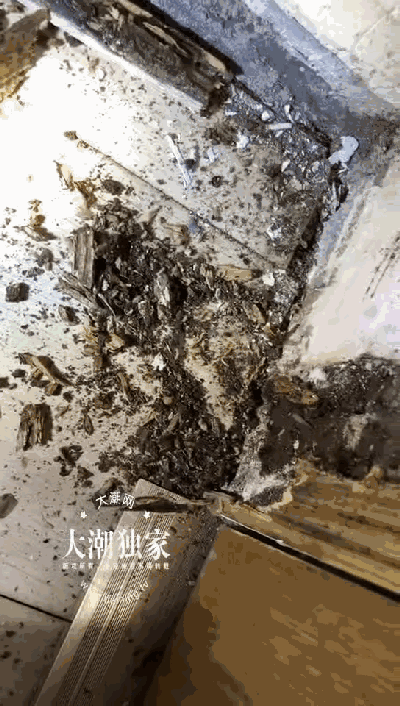 防治别墅装修白蚁的措施_别墅装修如何防治白蚁_防治别墅装修白蚁用什么药