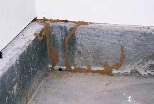 防治别墅装修白蚁用什么药_别墅装修如何防治白蚁_防治别墅装修白蚁的措施