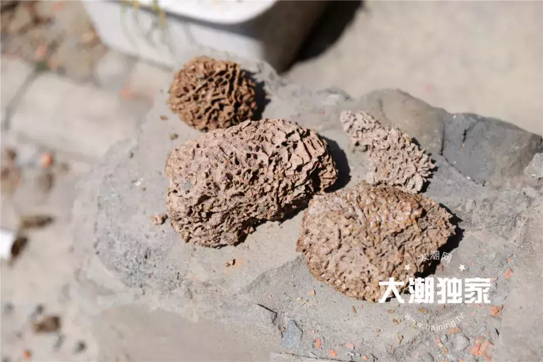 防治别墅装修白蚁的措施_别墅装修如何防治白蚁_防治别墅装修白蚁用什么药