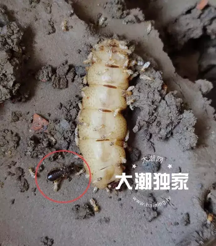 防治别墅装修白蚁的措施_防治别墅装修白蚁用什么药_别墅装修如何防治白蚁