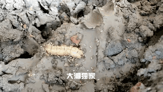 防治别墅装修白蚁用什么药_防治别墅装修白蚁的措施_别墅装修如何防治白蚁