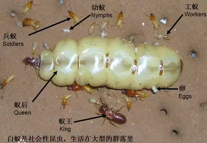 防治别墅装修白蚁用什么药_别墅装修如何防治白蚁_防治别墅装修白蚁的措施