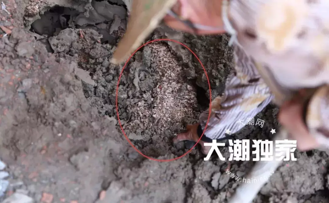 防治别墅装修白蚁的措施_别墅装修如何防治白蚁_防治别墅装修白蚁用什么药