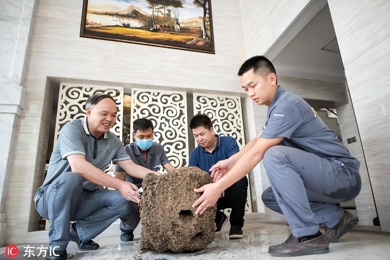 别墅装修如何防治白蚁_防治别墅装修白蚁的方法_防治别墅装修白蚁的措施