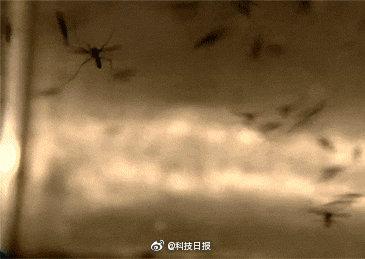 蚊子消灭最好用什么药_消灭蚊子_蚊子消灭不了吗