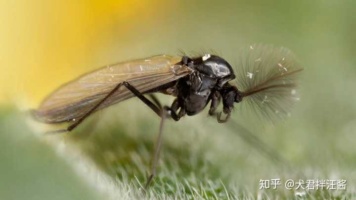 灭蚊卵用什么药_灭蚊子卵_灭蚊卵方法