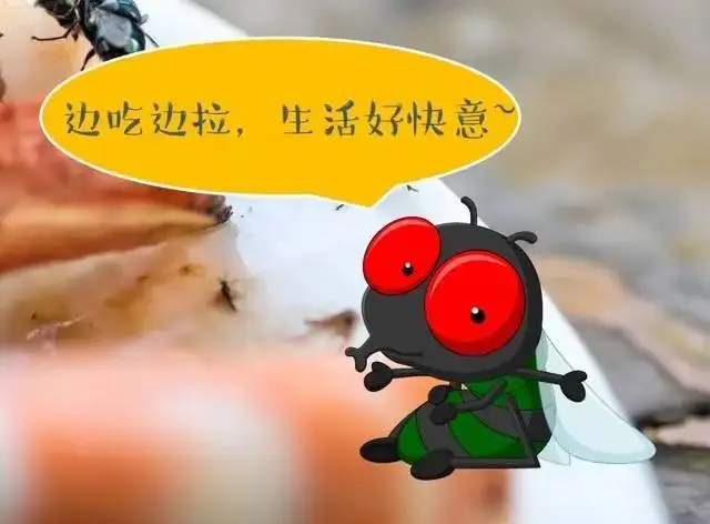 灭苍蝇的药有毒吗_苍蝇药都可以杀什么虫子_灭苍蝇的药有哪几种