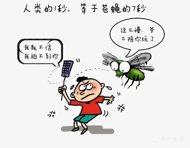 灭苍蝇的药有毒吗_苍蝇药都可以杀什么虫子_灭苍蝇的药有哪几种