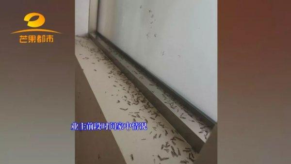 别墅装修如何防治白蚁_别墅白蚁防治方案_防治别墅装修白蚁的措施