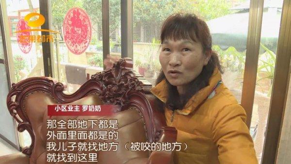防治别墅装修白蚁的措施_别墅装修如何防治白蚁_别墅白蚁防治方案
