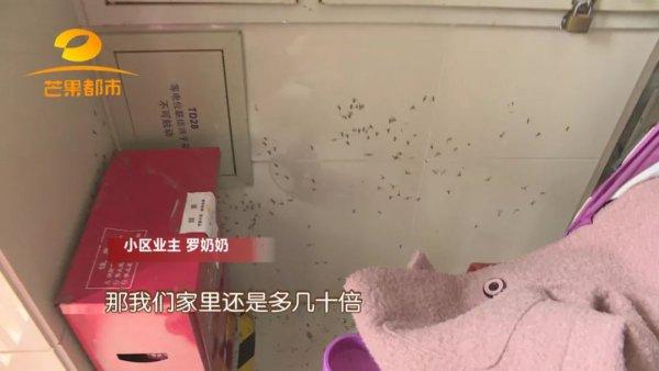 别墅白蚁防治方案_别墅装修如何防治白蚁_防治别墅装修白蚁的措施
