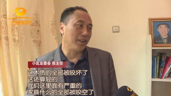 防治别墅装修白蚁的措施_别墅装修如何防治白蚁_别墅白蚁防治方案