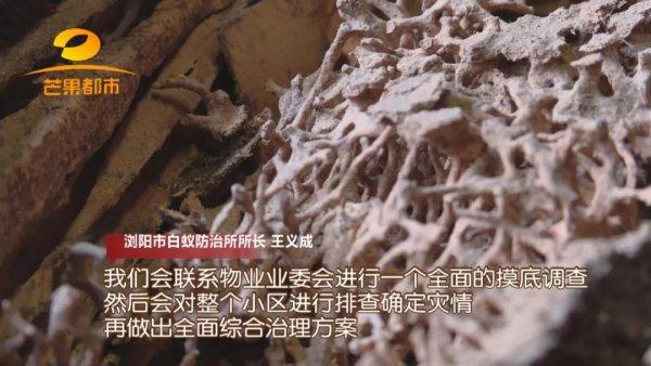 防治别墅装修白蚁的措施_别墅白蚁防治方案_别墅装修如何防治白蚁