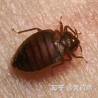 灭蟑螂药品_蟑螂药灭蟑螂_灭蟑螂药哪种最有效