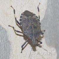 灭蟑螂药品_灭蟑螂药哪种最有效_蟑螂药灭蟑螂
