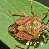 灭蟑螂药哪种最有效_灭蟑螂药品_蟑螂药灭蟑螂