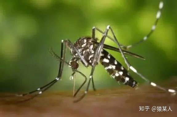 蚊子消灭了会不会影响生态_消灭蚊子_蚊子消灭最好用什么药