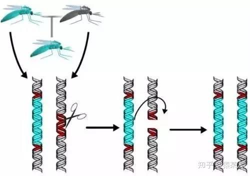 蚊子消灭了会不会影响生态_消灭蚊子_蚊子消灭最好用什么药