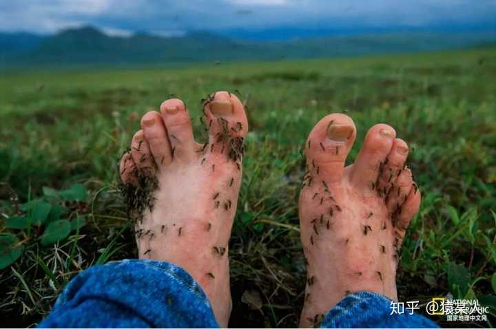 消灭蚊子_蚊子消灭最好用什么药_蚊子消灭了会不会影响生态