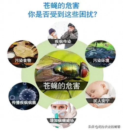 苍蝇咋灭_灭苍蝇秘方_灭苍蝇用什么办法