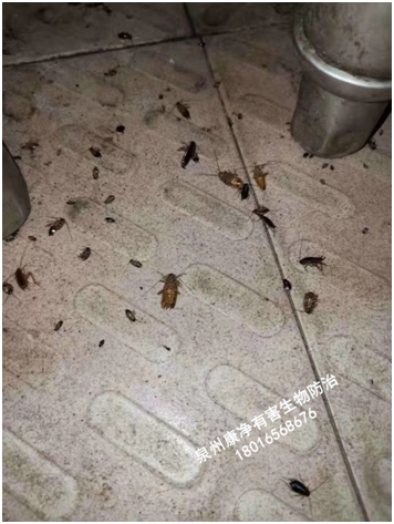 灭老鼠最好最快的药_灭老鼠的药哪种比较好_灭老鼠的药特效药