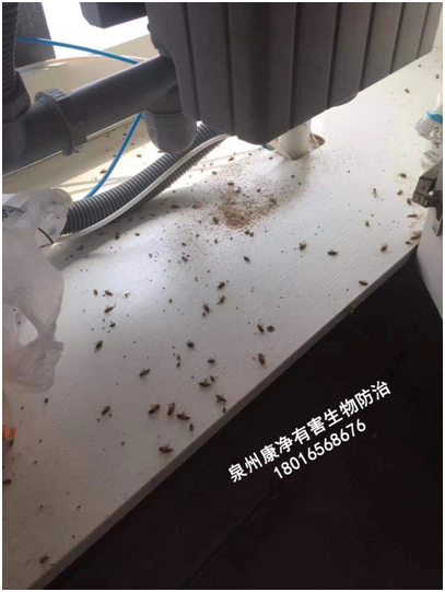 灭老鼠的药特效药_灭老鼠的药哪种比较好_灭老鼠最好最快的药