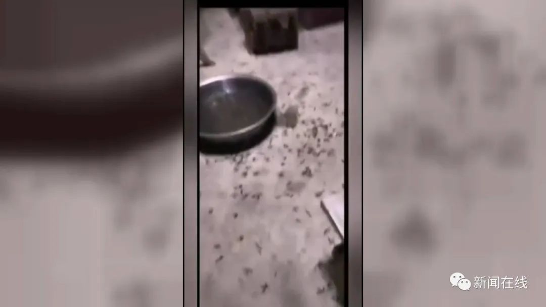 防治白蚁_防治白蚁找哪个部门_防治白蚁用什么药最有效
