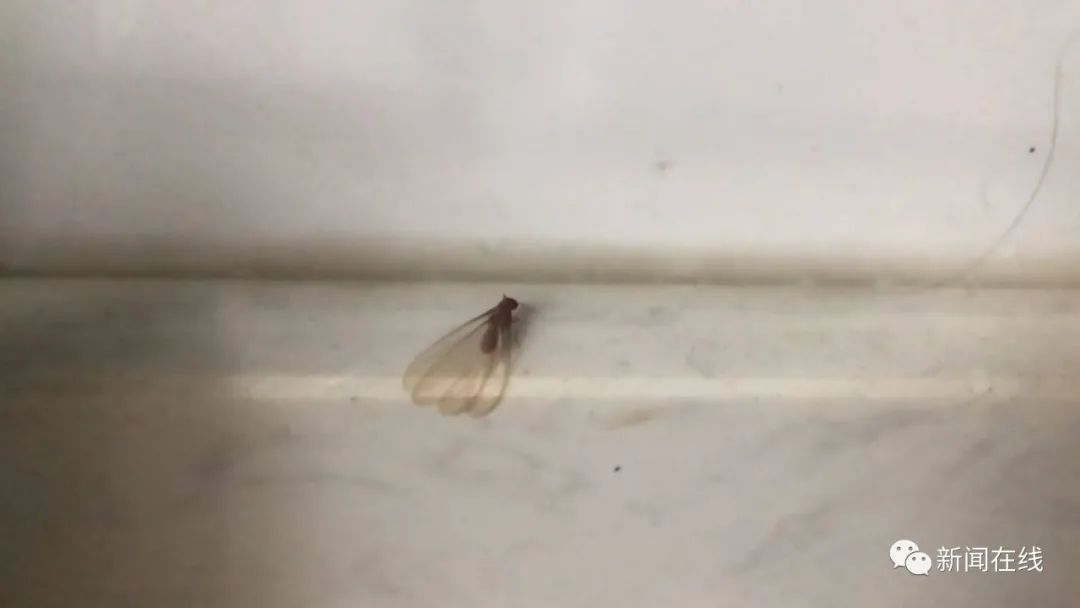 防治白蚁_防治白蚁找哪个部门_防治白蚁用什么药最有效