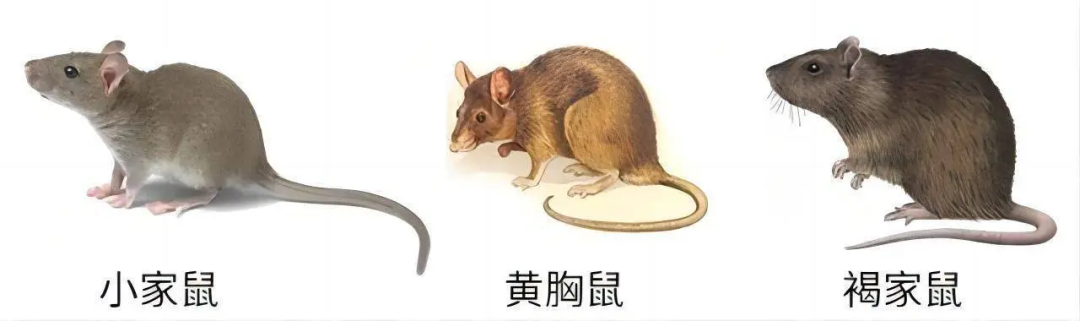 最实用的灭鼠方法_灭鼠最好方法_灭鼠有效方法是什么