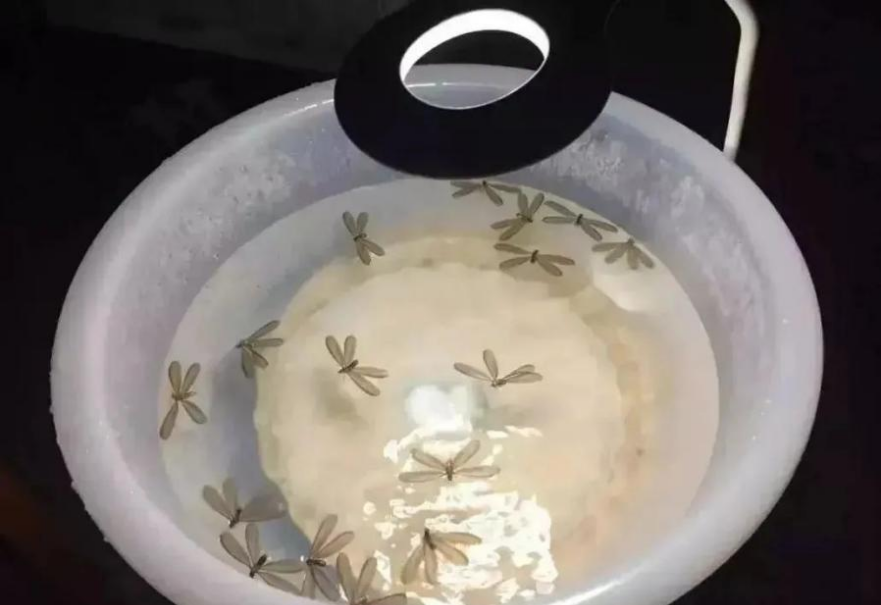 杀虫灭蚊有哪些药品_杀虫剂杀蚊子幼虫_灭蚊子的杀虫剂
