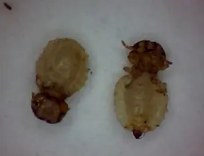 跳蚤的卵_跳蚤的卵_跳蚤的卵