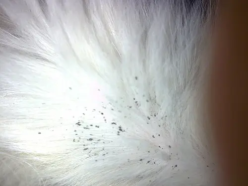 跳蚤的卵_跳蚤的卵_跳蚤的卵