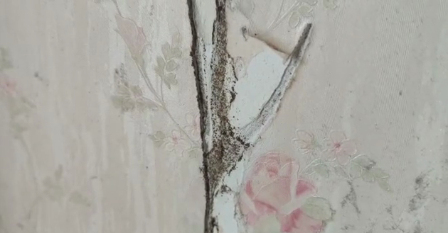 杀虫烟剂_杀虫剂_果树幼果期用什么杀菌剂杀虫