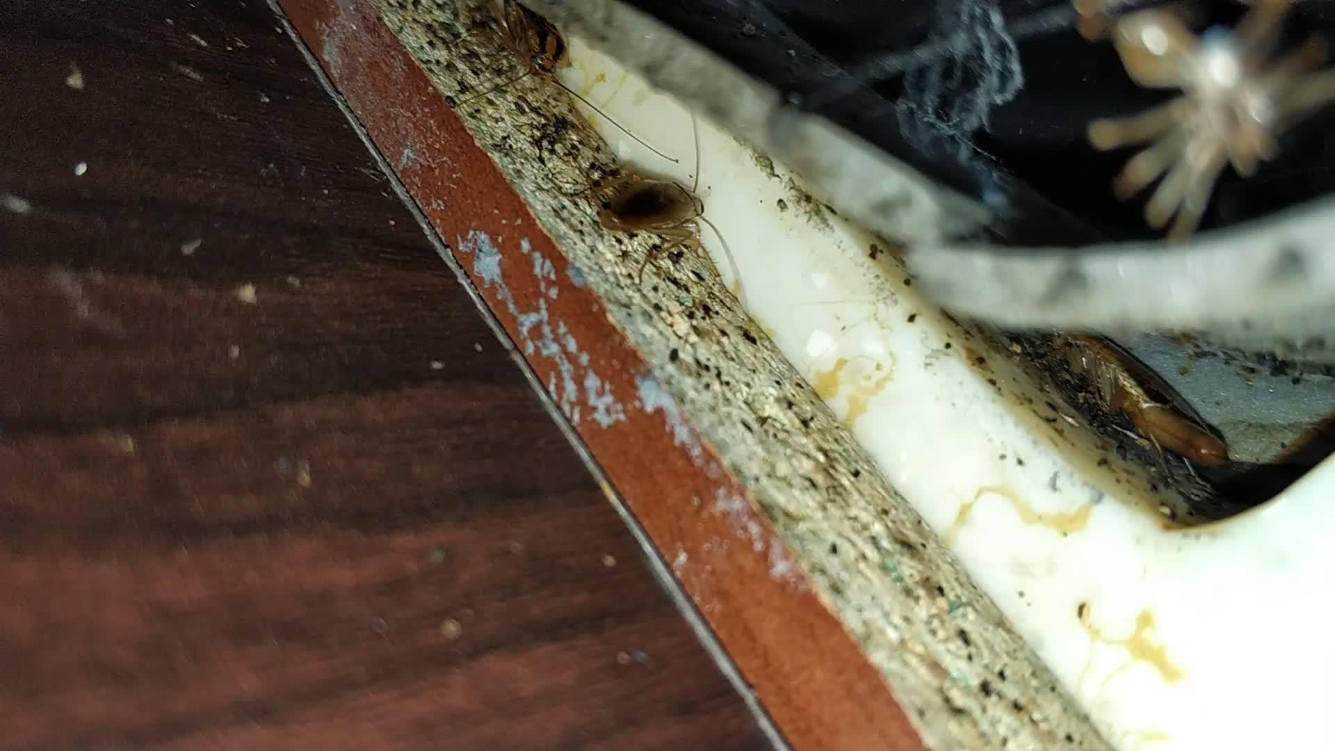 灭蟑螂药_蟑螂药灭蟑螂_灭杀蟑螂药