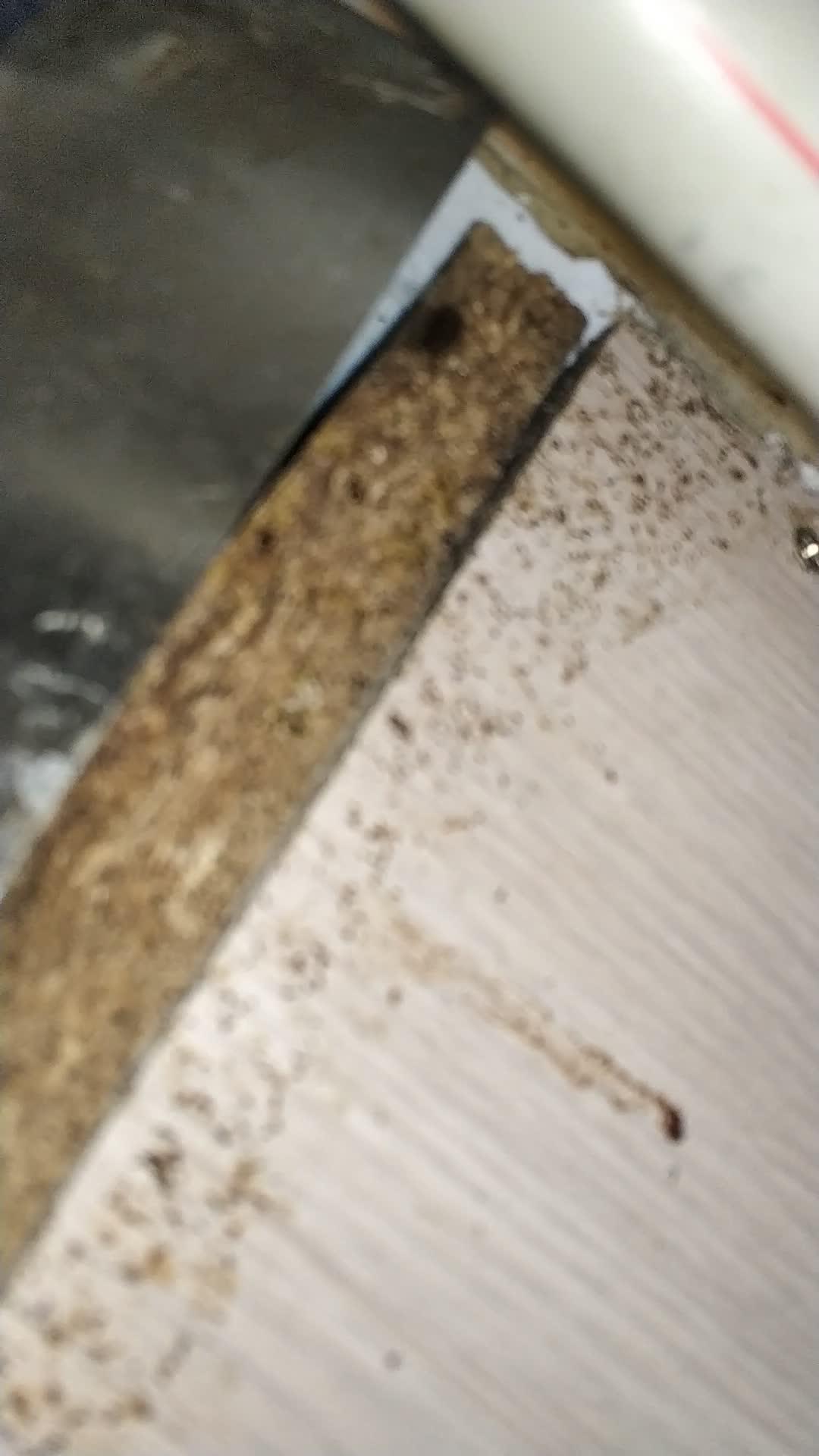 灭杀蟑螂药_蟑螂药灭蟑螂_灭蟑螂药