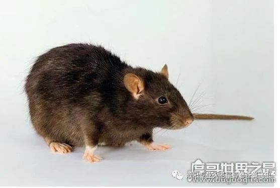 武汉灭老鼠公司_家里怎么灭老鼠_怎么灭老鼠