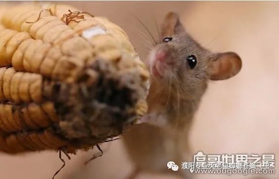 家里怎么灭老鼠_怎么灭老鼠_武汉灭老鼠公司